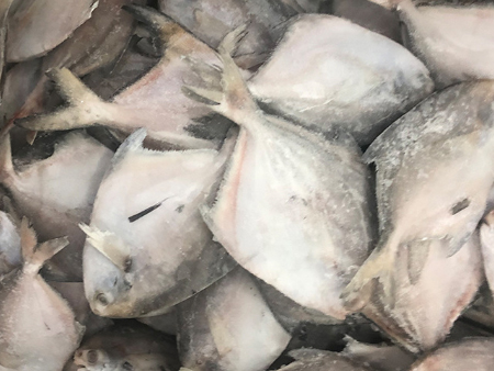 凍鯧魚廣州進(jìn)口報(bào)關(guān)行,凍鯧魚進(jìn)口報(bào)關(guān)代理,凍鯧魚報(bào)關(guān)代理