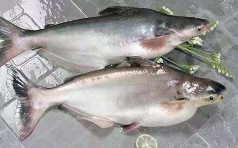 巴沙魚進口報關公司